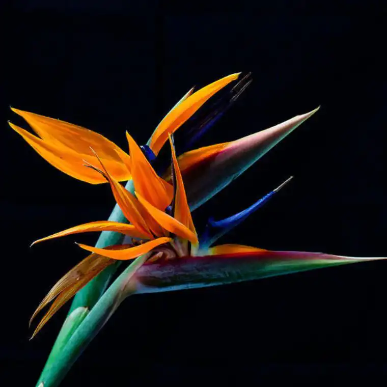 Modern Tropical Bird of Paradise Luxury Vase Arrangement 3 Bird of Paradise Bouquet
