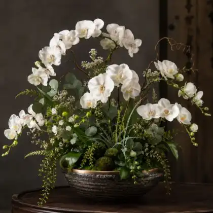 white phalaenopsis orchid plant
