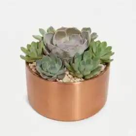Succulent Dish