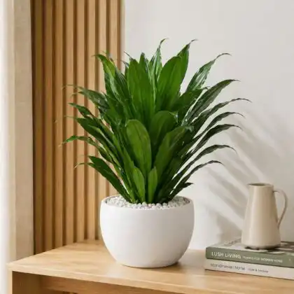 dracaena compacta plant​
