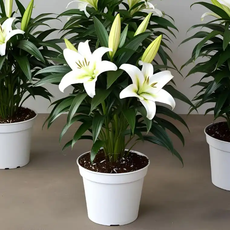 Elegant White Lily Potted Plant 1 big plant. and The product image should look natural. The plants should appear real, and the pots should be of premium quality. The soil should be visible in the pot. There should be many leaves and branches on the plants. should also be some flower