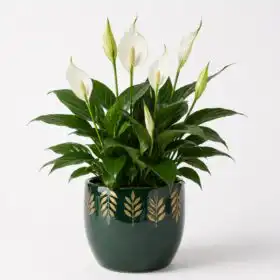 Evergreen Peace Lily Live Plant