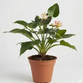 Philodendron Plant