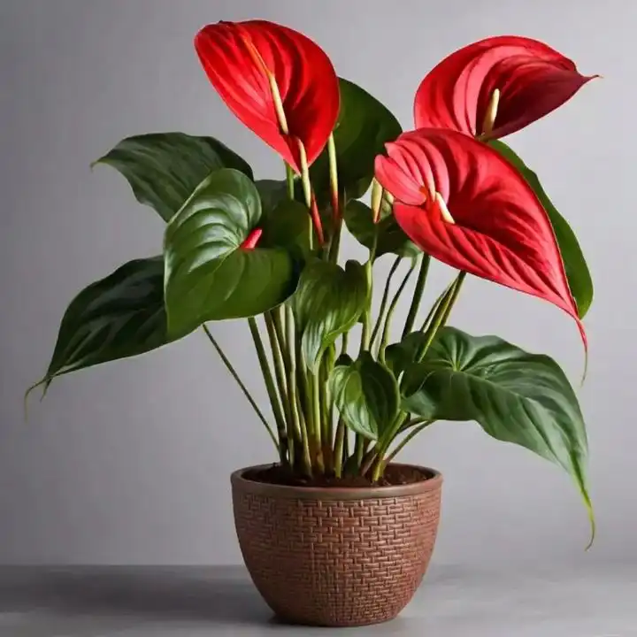 Red Anthurium Flamingo Flower Plant 1 A healthy red anthurium plant with waxy heart-shaped flowers in a decorative pot.