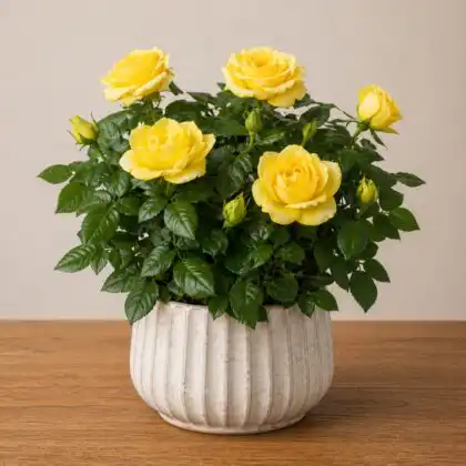 yellow rose plant