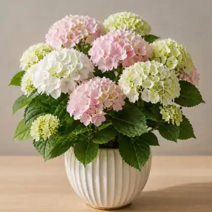 white hydrangea plant