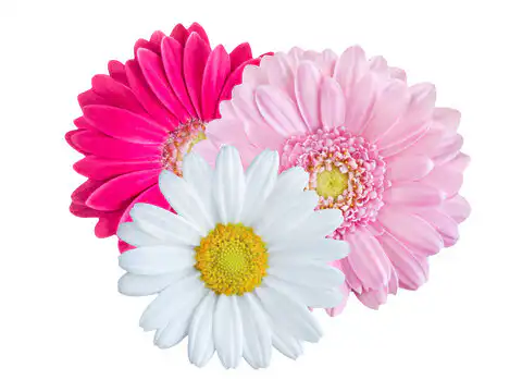 What Is a Gerbera?