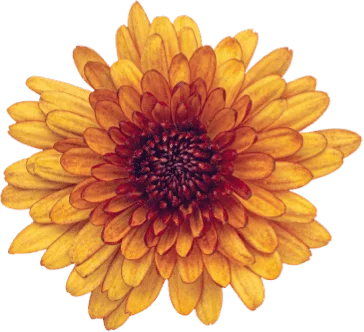 Flash sales banner Flower