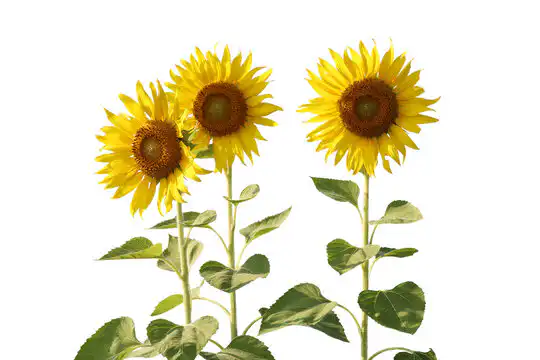 know more about sunflower