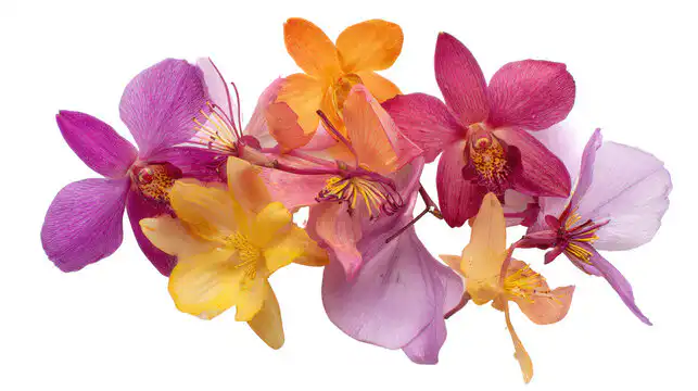 What Is A Orchid?