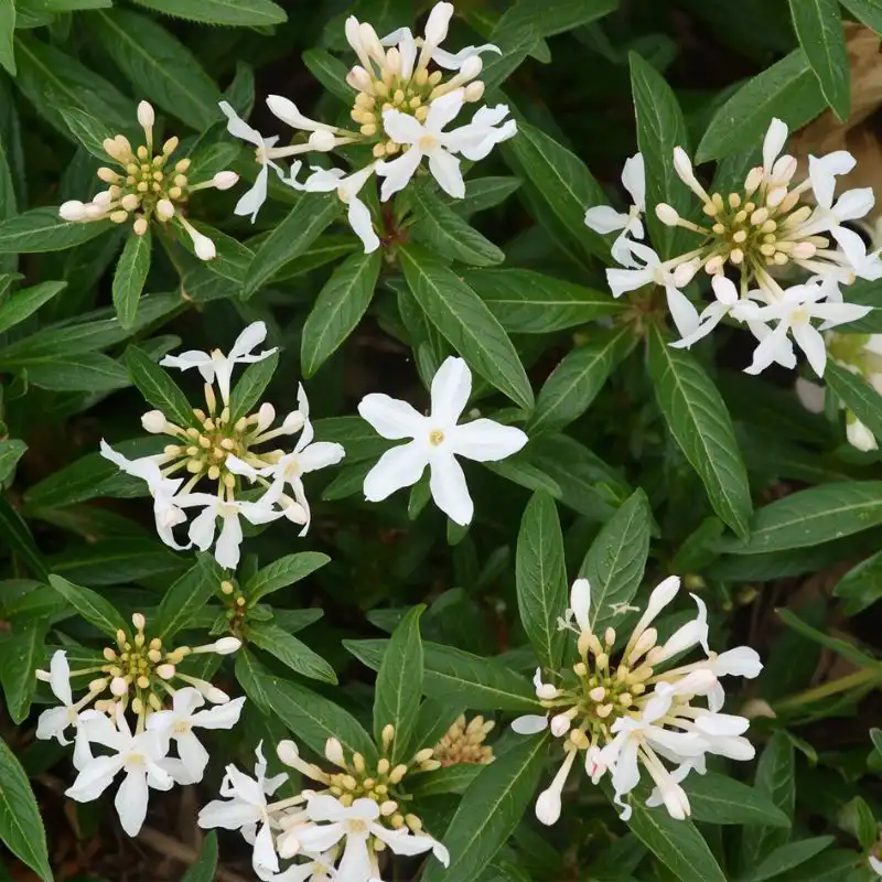 What is a Pieris Flower