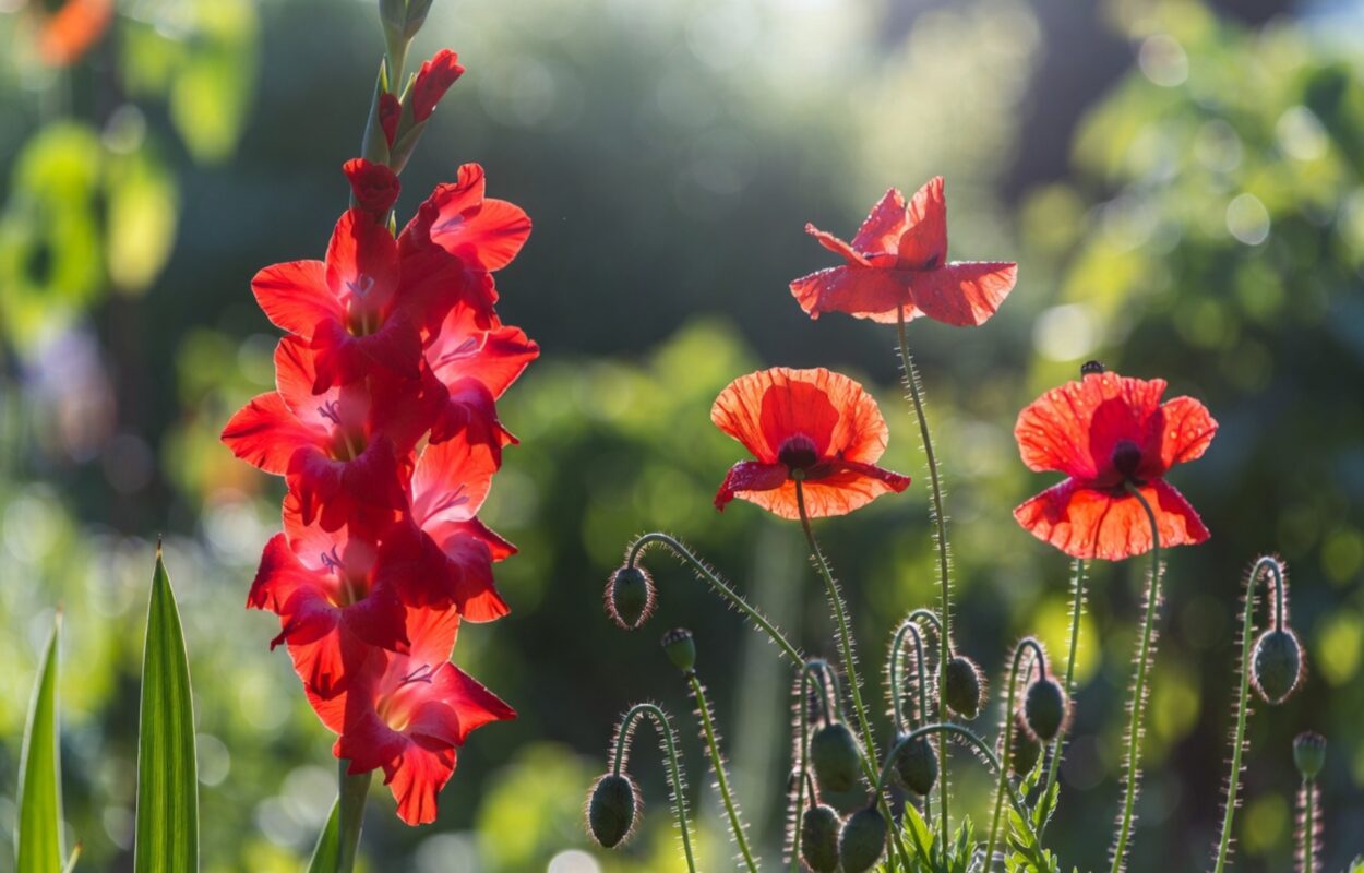 August Birth Flowers