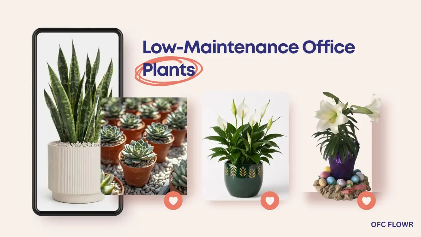 Low-Maintenance Office Plants_